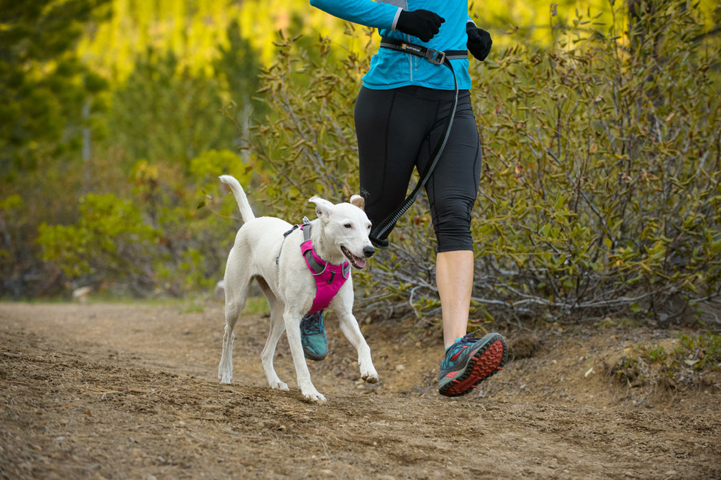 Front Range™ Dog Harness (Alpenglow Pink)