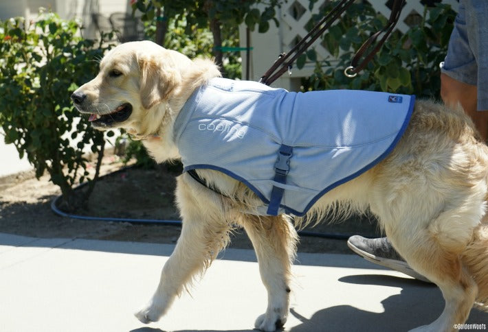 Dog Core Cooling Vest