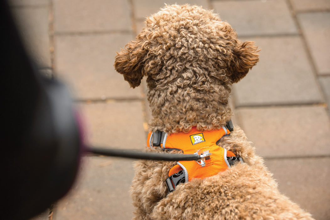 Front Range™ Dog Harness (Campfire Orange)