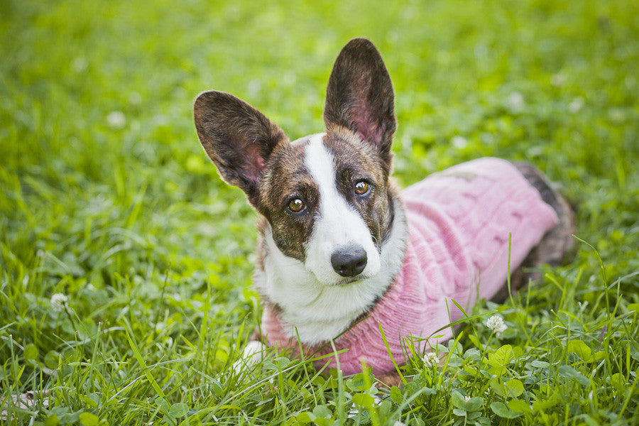 Aspen Dog Sweater (Pink)