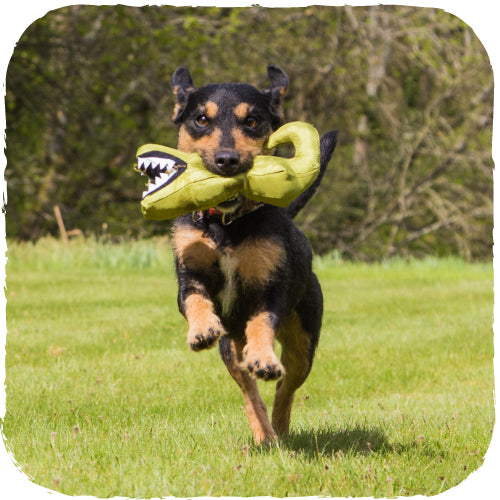 Beco Plüsch-Hundespielzeug "Aretha der Alligator"