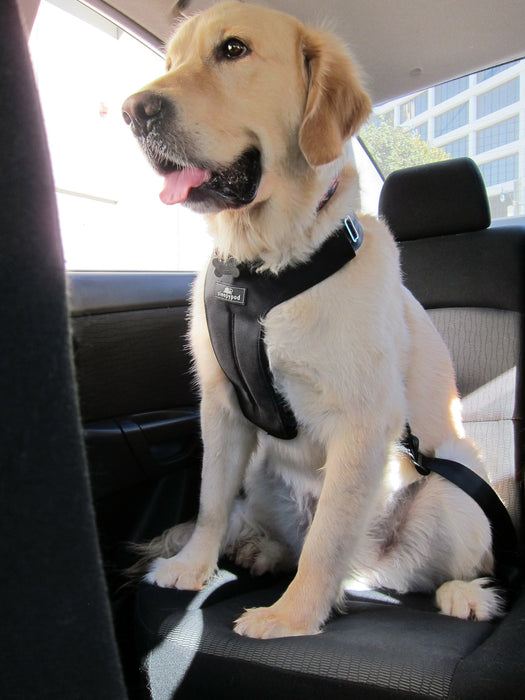 Click-it Sport Dog Safety Harness (Jet Black)