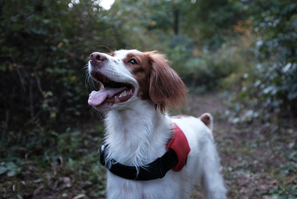 Charlie's Above Dog Harness