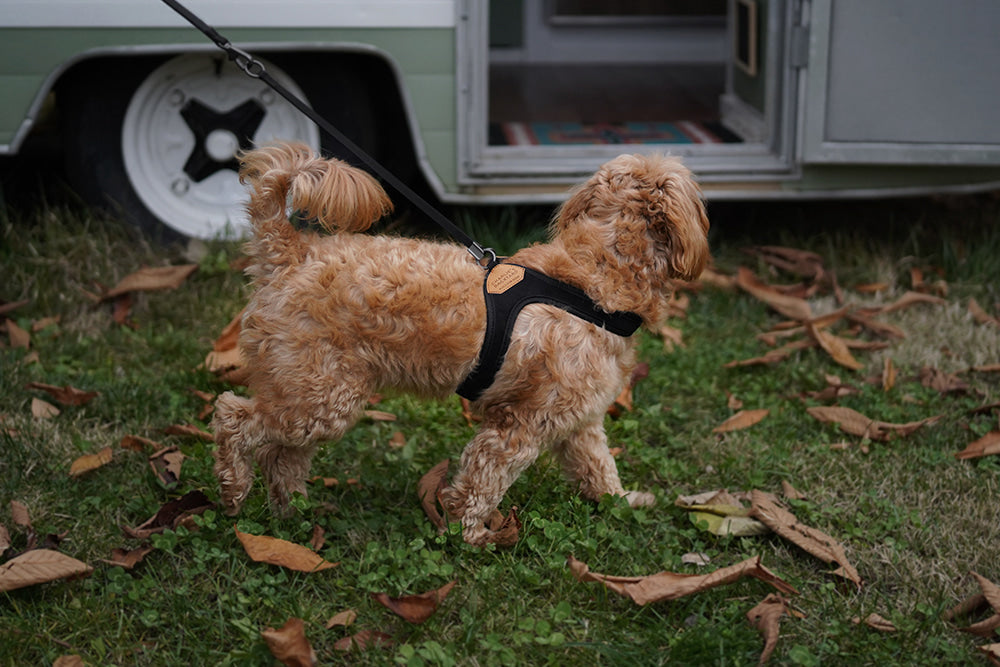 Charlie's Easy Dog Harness