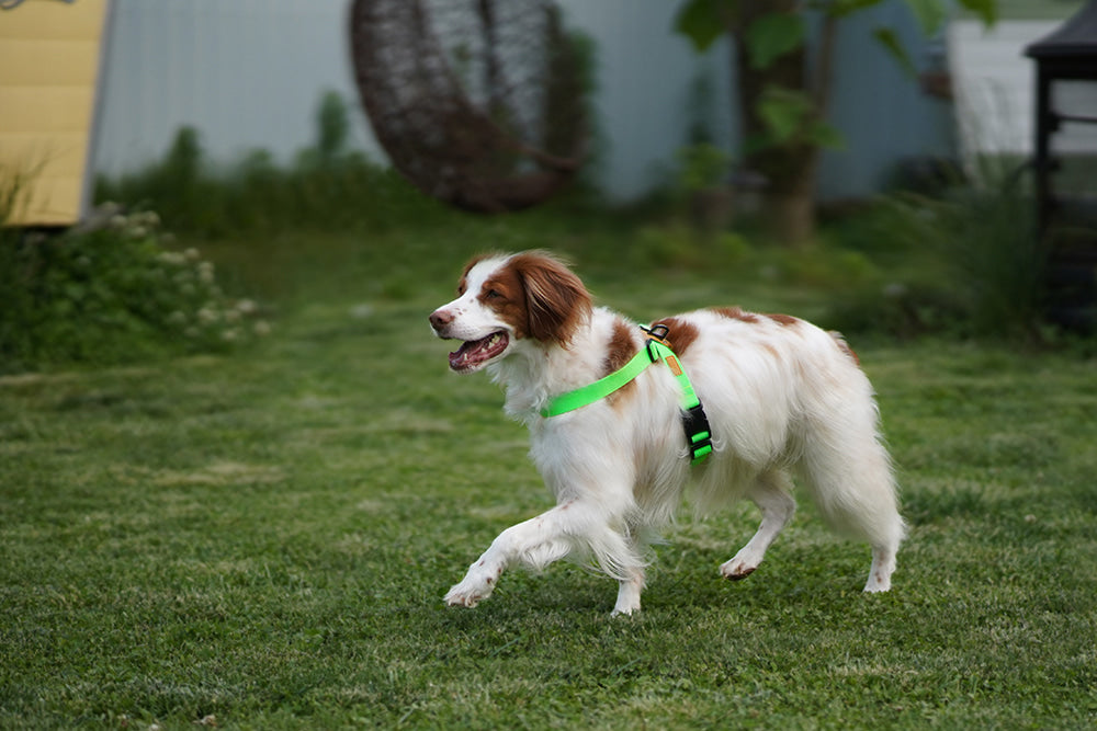 Charlie's Field-X Dog Harness