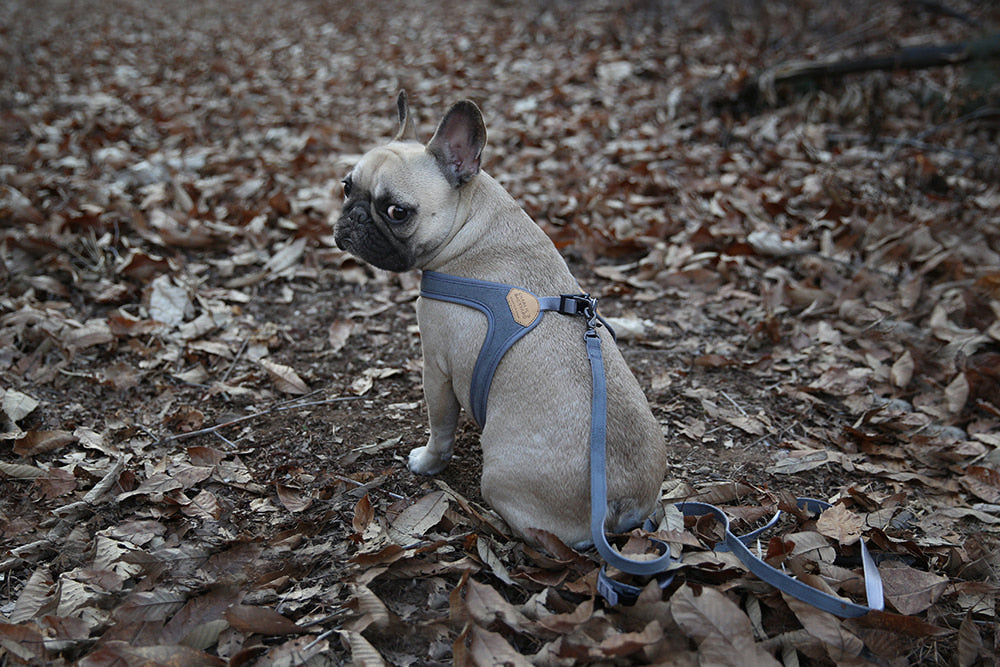 Charlie's Buckle-Up Easy Dog Harness