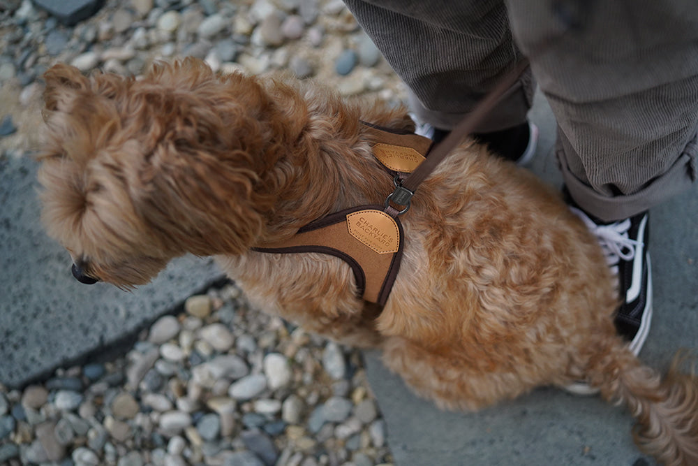 Charlie's Easy Dog Harness