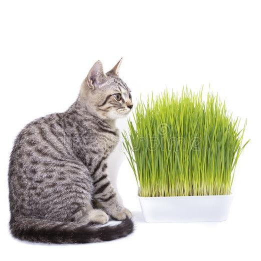 Organic Indoor Cat Grass