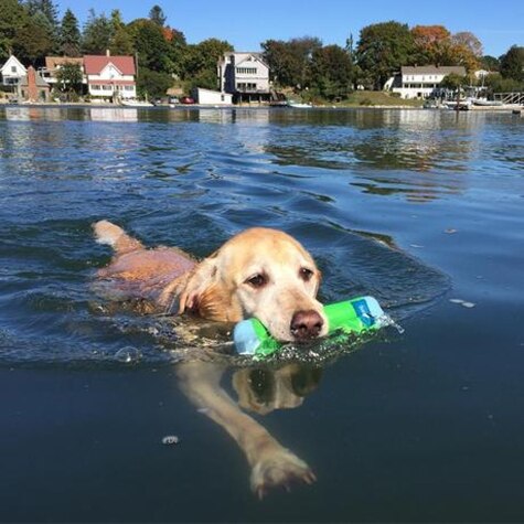 Chuckit! Amphibious Bumper Dog Toy