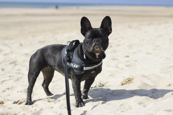 Julius K9 Harness Size For French Bulldog K9 CREW Pink Harness