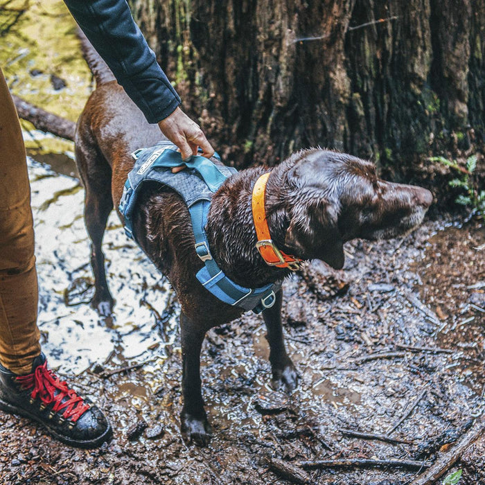 Journey Air Dog Harness — Happy Paws